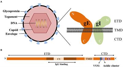 Alphaherpesvirus glycoprotein E: A review of its interactions with other proteins of the virus and its application in vaccinology